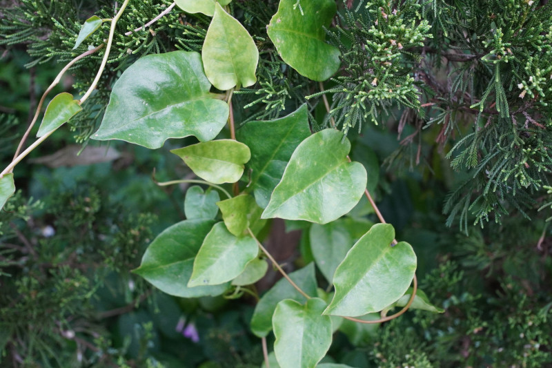 山產店這道快炒菜  美味背後卻藏隱憂