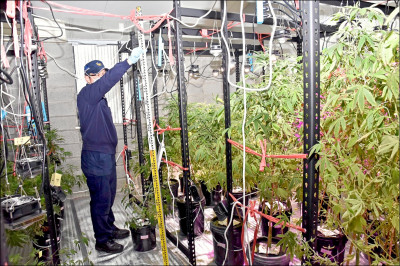 偽青農種大麻 茶葉盤商收押