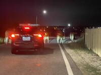 澎湖牛隻晚上逛大街險釀禍  飼主差點吃官司