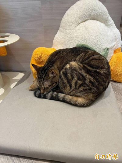 台中可否有喵星人的「貓寵物公園」？ 動保處如此回應