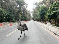 哪來的大鳥 ？安平漁光島出現「鴯鶓」逛馬路 