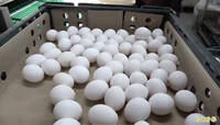 蛋價年後首度調漲 明起漲3元、批發價每台斤49元