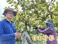 科技男40多歲換跑道 回屏東老家種芭樂收穫健康