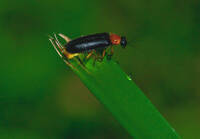 森林中賞流螢！東眼山「火焰蟲傳說」 3/27起報名