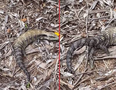 捕捉到胎生蜥蜴生產瞬間珍貴鏡頭！網驚呼：太幸運了