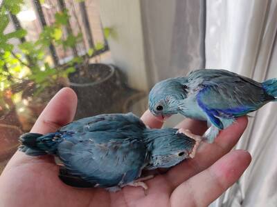 為了「鳥事」起衝突！夫強塞鳥飼料入妻嘴 鬧到斷腳還離婚