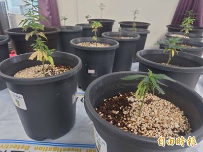 「三七仔」省錢兼「不專業綠手指」 警方起獲多株半死不活大麻