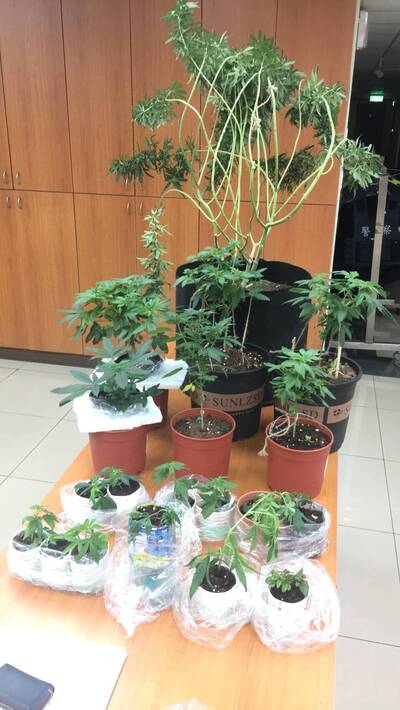 睜眼說瞎話！家種大麻 向妻謊稱觀賞用楓葉