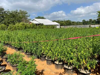 桃園軍營旁史上最大宗大麻案  溯源逮製毒「教授」