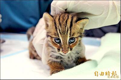 區間測速超速被罰 男子竟稱「被石虎追車！」