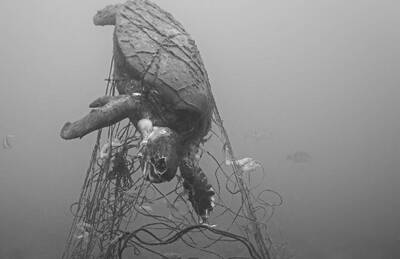 廢棄刺網成海洋生物殺手 動保團體籲檢討管理機制