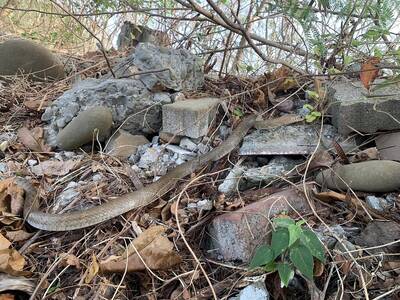 拍水鳥身旁竄出「台灣最大蛇」 他一招人蛇共處相安無事