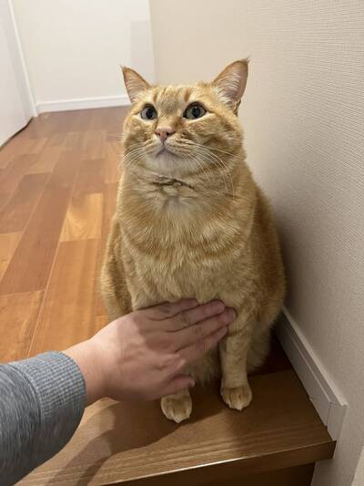 飼主「觸診」萌樣大橘貓肥肚肚 診斷結果笑翻網友