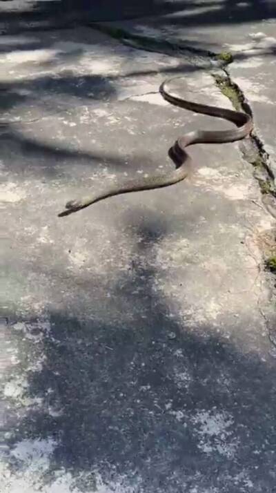 初春蛇類蠢動！ 水里鄉民家門外石頭搖晃 赫見2米大南蛇嚇壞