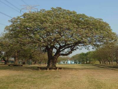 絕美！大肚溪苦楝花大爆發 像「超大花椰菜」