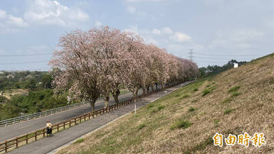 賞花趁早！台南烏山頭香榭大道 南洋櫻提前盛開了