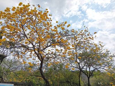 春神來了 「台灣第一水庫」3花齊放