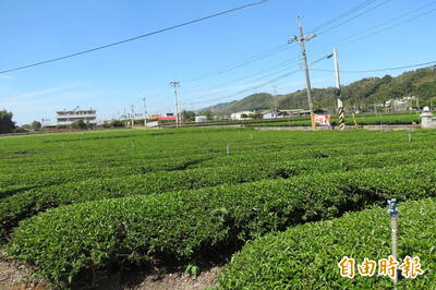 撇清與蘇丹紅同類 南投縣府︰茶、咖啡適量飲用有益人體