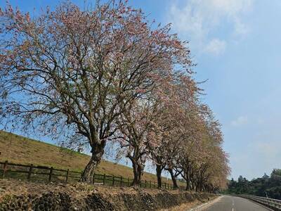 烏山頭水庫南洋櫻綻放 邀民眾4/20、4/21賞花騎車趣