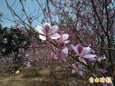 復育10年有成  台南公園羊蹄甲林花季盛開