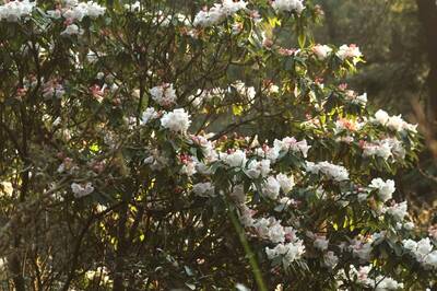 玉山塔塔加杜鵑花盛開 花苞繁茂綻放至清明連假
