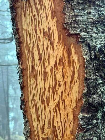 別誤會黑熊！玉山樹木大面積「剝皮」 玉管處：應是水鹿啃食