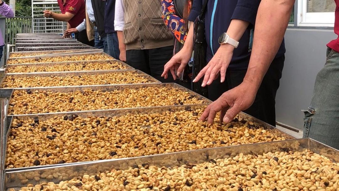 農糧署推廣台東咖啡漫遊！採、烘、喝全體驗