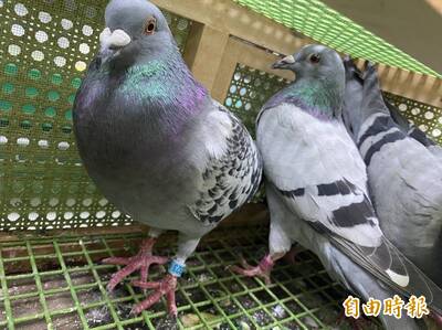 法操》家中長輩養鴿子、建鴿舍，喜歡賽鴿犯法嗎？